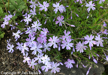 Phlox subulata 'Emerald Cushion Blue', sammalleimu